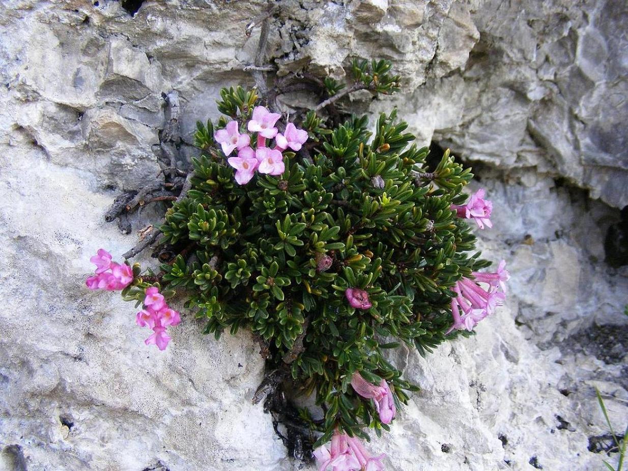 Daphne petraea / Dafne minore
